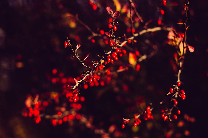 red, leaf, tree, branch, plant, nature, dark