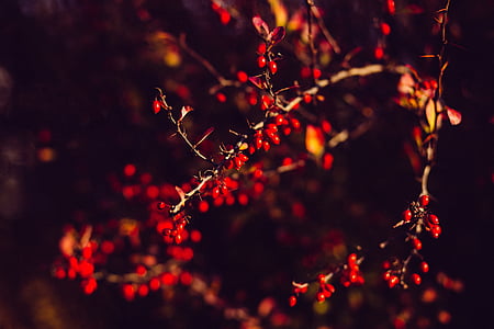 rojo, hoja, árbol, rama, planta, naturaleza, oscuro