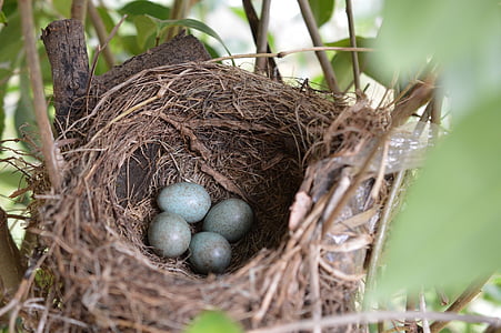 bird's nest, bird, nest, eggs, nature, natural, wildlife