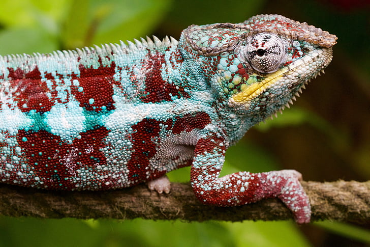 nature, animal, lizard, chameleon, hunter, color converter, customizable