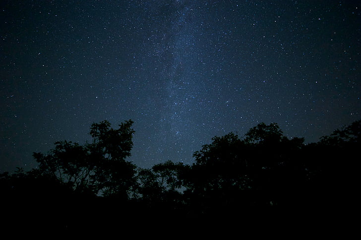 forest, nature, night, stars, trees, astronomy, star - Space