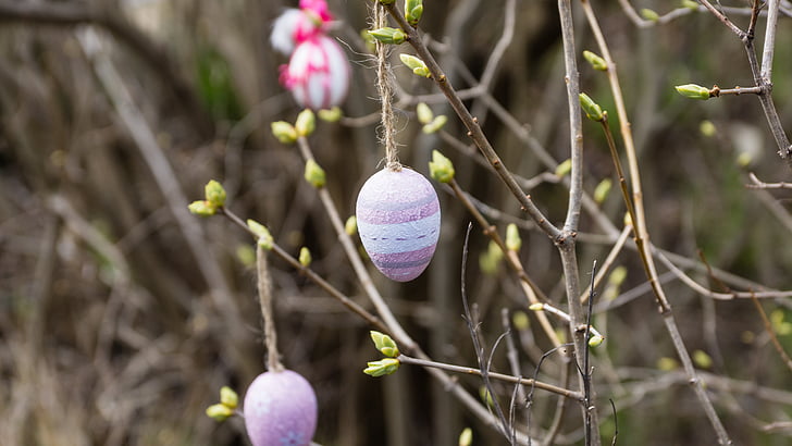 Páscoa, decoração, ovo, Bush, árvore, jardim, Cor