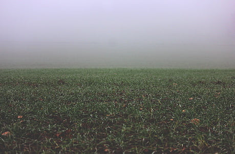 grön, gräs, vit, dimma, molnet, gräsmatta, Tyskland