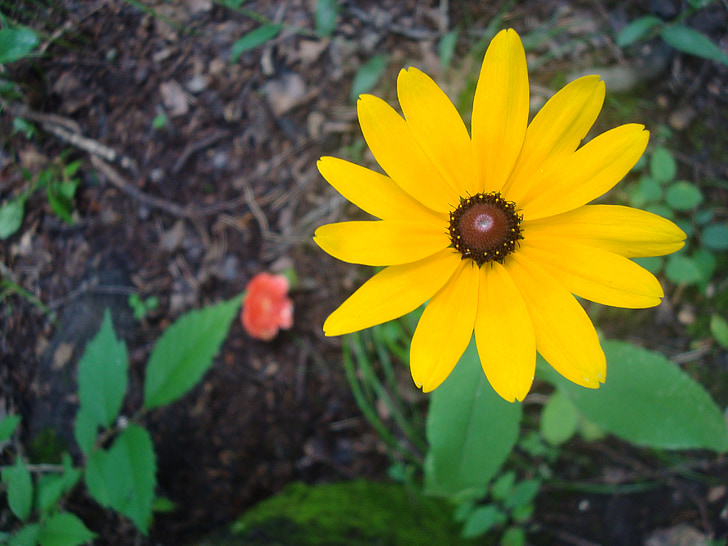 Daisy, fleur, contraste, jaune, jardin, printemps, été