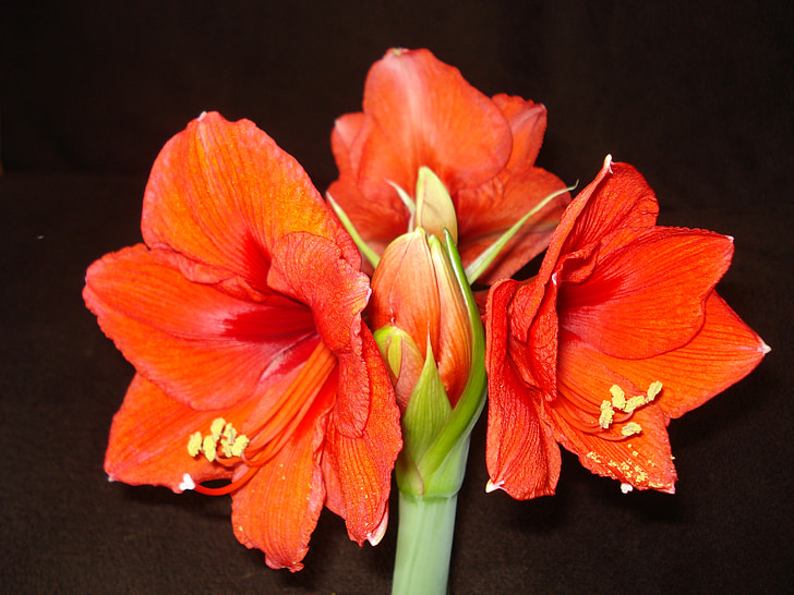 Amaryllis, rote Blume, rot, Blume