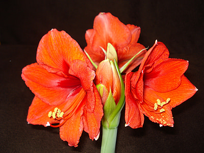 Amaryllis, červený kvet, červená, kvet