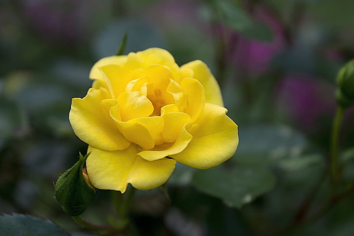 gul, ökade, gul ros, kronblad, Bloom, Blossom, trädgård
