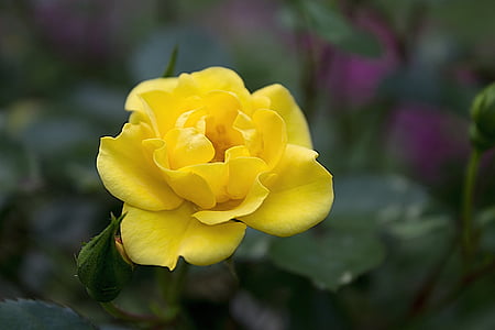 jaune, Rose, rose jaune, pétale, Bloom, Blossom, jardin