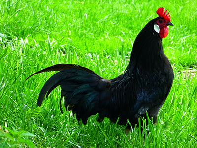 kylling, svart, Augsburger kylling, kylling rase, Husdyr, Hahn, fuglen