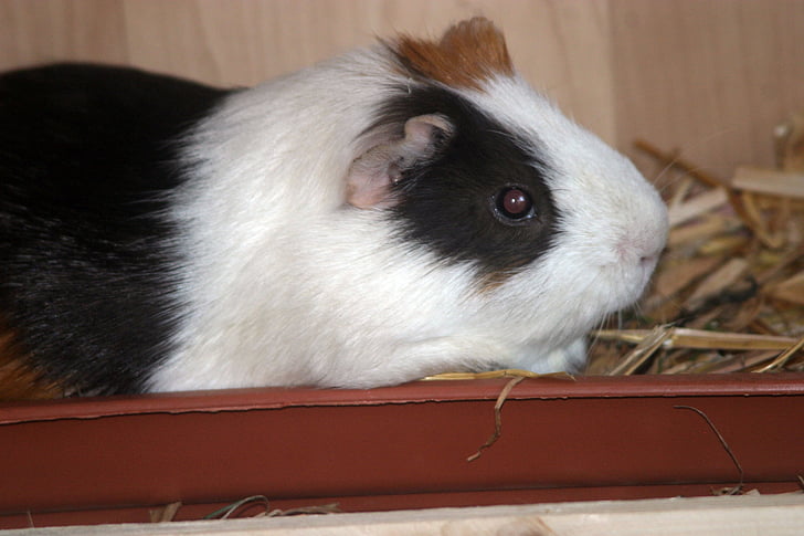 guinea pig, sea ​​pig house, animal, rodent, guinea pig house, cute, sweet