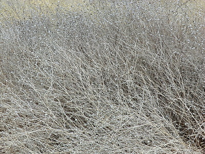 grass, dry, gray, background, field, ecology, wild