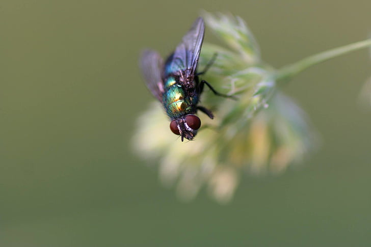Close-up, zbura, insectă, natura, animale, macro, housefly
