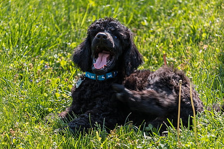 standard poodle, puppy, yawn, black dog