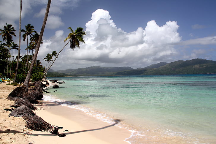 paplūdimys, Palm, Karibai, Dominikos Respublika, baltas smėlis, balto smėlio paplūdimys, smėlio paplūdimys