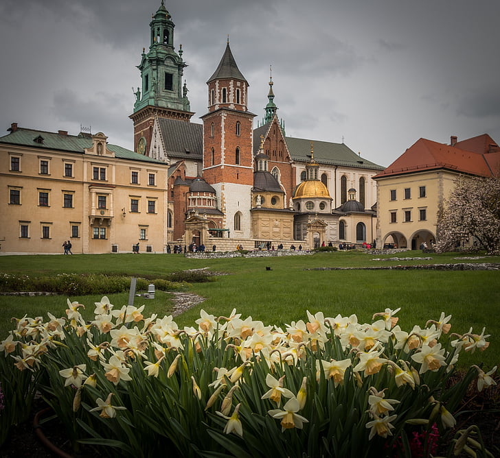 Kraków, Wawel, slott, krakowský slott, en narcissist, blomma, historia