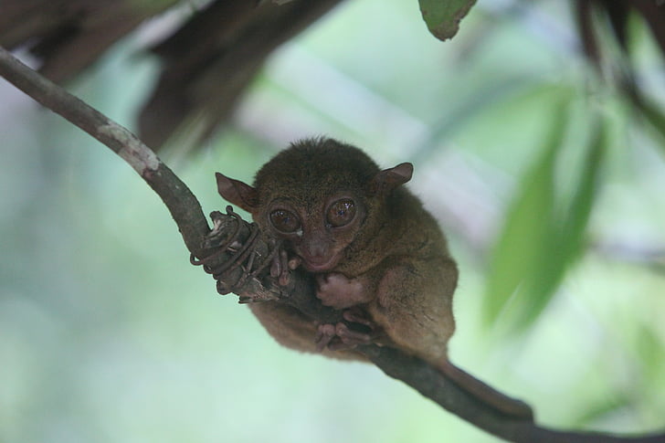 gudron shea, maimuţă de shea gudron, Tarsier, Bohol tarsier
