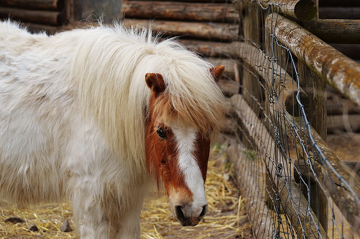 Pony, Wildpark poing, bianco, marrone, cavallo, carina, Ritratto