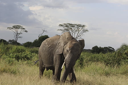 코끼리, 아프리카, 탄자니아, 킬리만자로, 여행, 야생 동물, 사파리