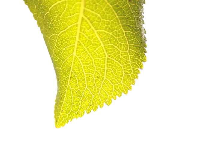 Blatt, Blätter, Grün, Makro, Closeup, natürliche, Anlage