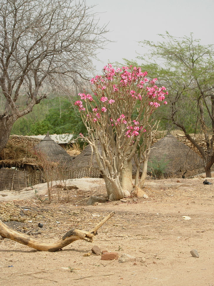 Pustinjska ruža, priroda, Afrika, Sahel