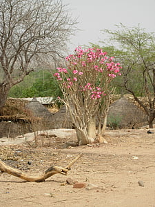 rosa do deserto, natureza, África, Sahel
