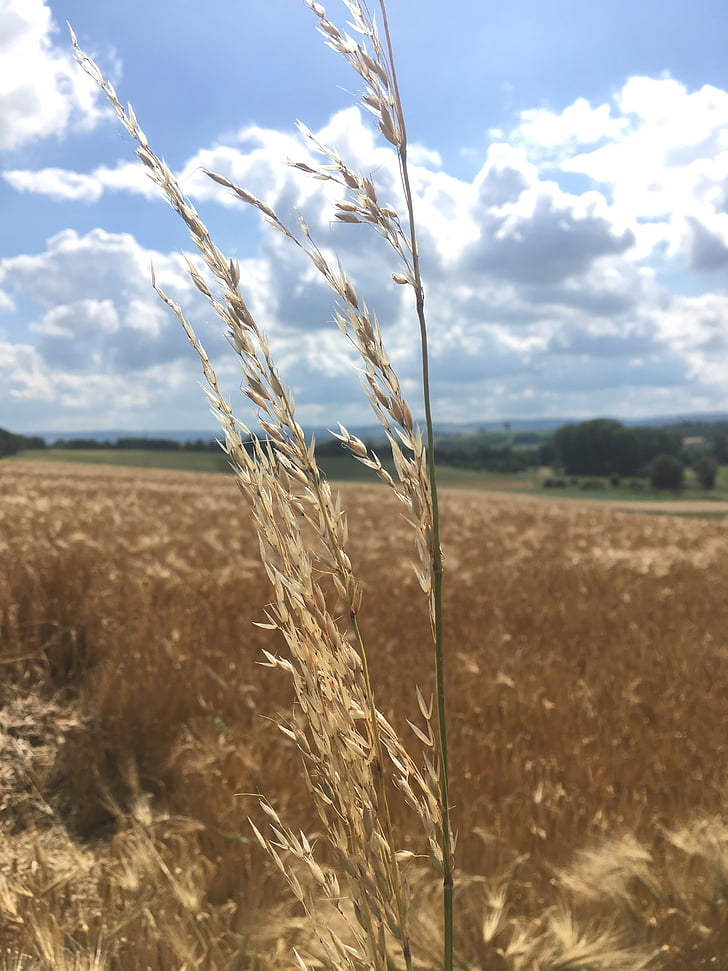 cereales, cielo, campo, grano, trigo, nubes, paisaje