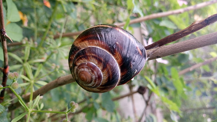 snail, zalenina, nature
