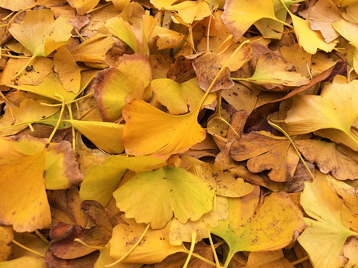folhas caídas, folhas amarelas, árvore gingko, árvore de maidenhair, Huang, filial, veia