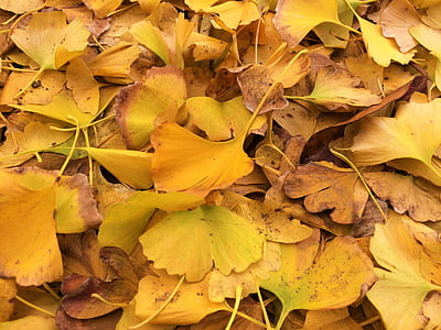 spadané listí, žluté listy, strom Ginkgo, Jinan dvoulaločný, Huang, větev, žíla