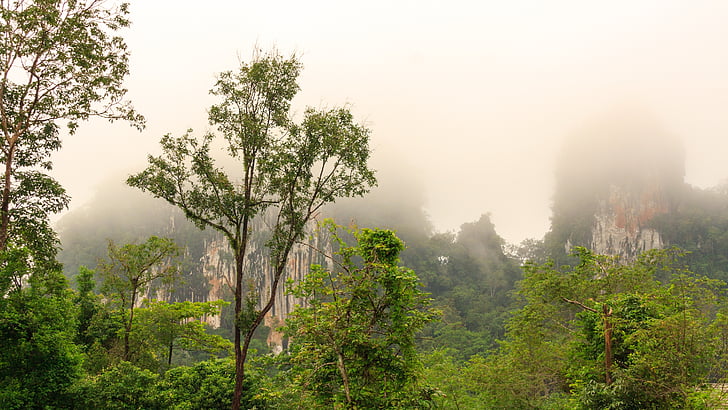 διάθεση το πρωί, DIS, ζούγκλα, βουνό, σύννεφα, δέντρα, φύση
