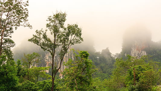 朝の気分, dis, ジャングル, 山, 雲, 木, 自然