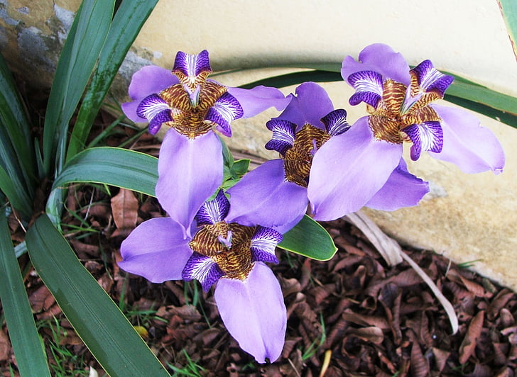 neomarica caerulea, iris fals, lliri porpra de roques, lliri porpra de les pedreres, pseudo iris blaus