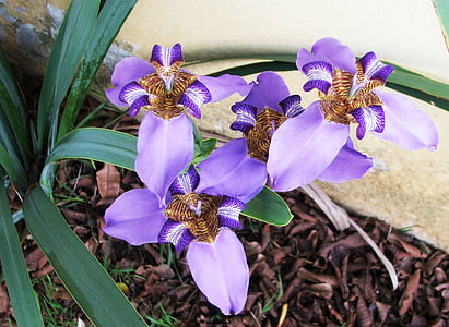 neomarica caerulea, fake iris, violetti lily kiviä, violetti ja kielo, pseudo iris sininen