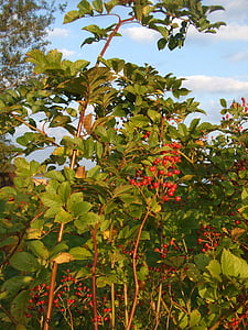 Rosa Mosqueta, arbust, tardor