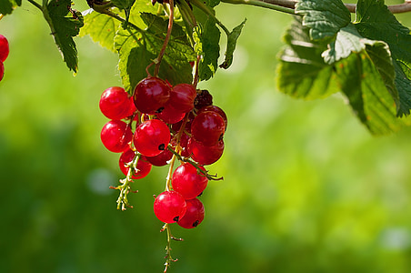currant, red currant, fruit, red, soft fruit, garden, food