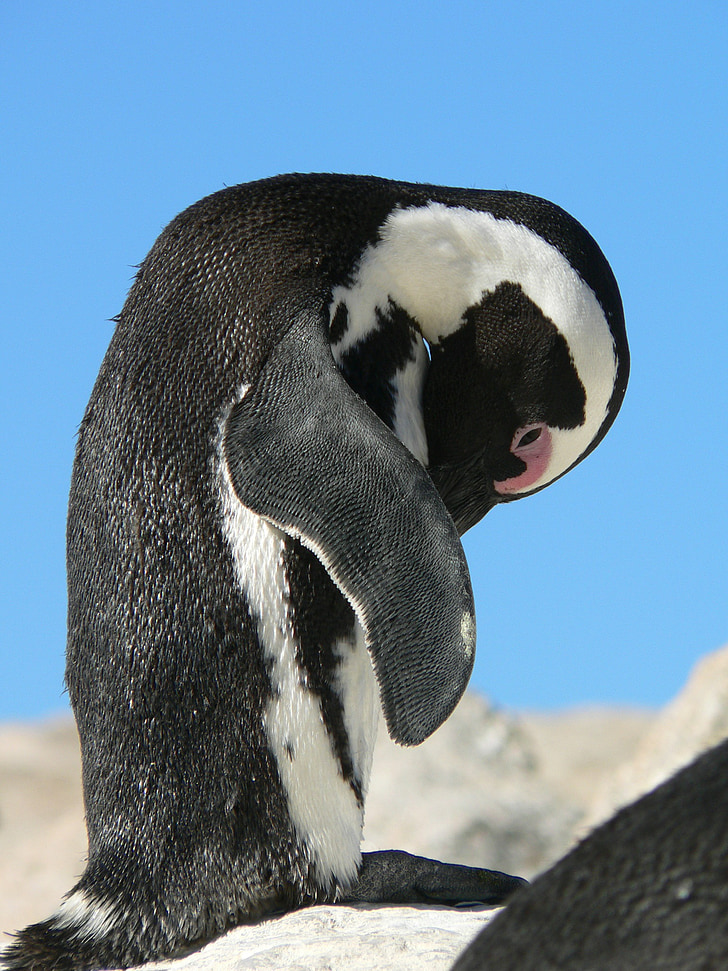 pingvīns, iztīriet, debesis, zila, klints, ķermeņa kopšana