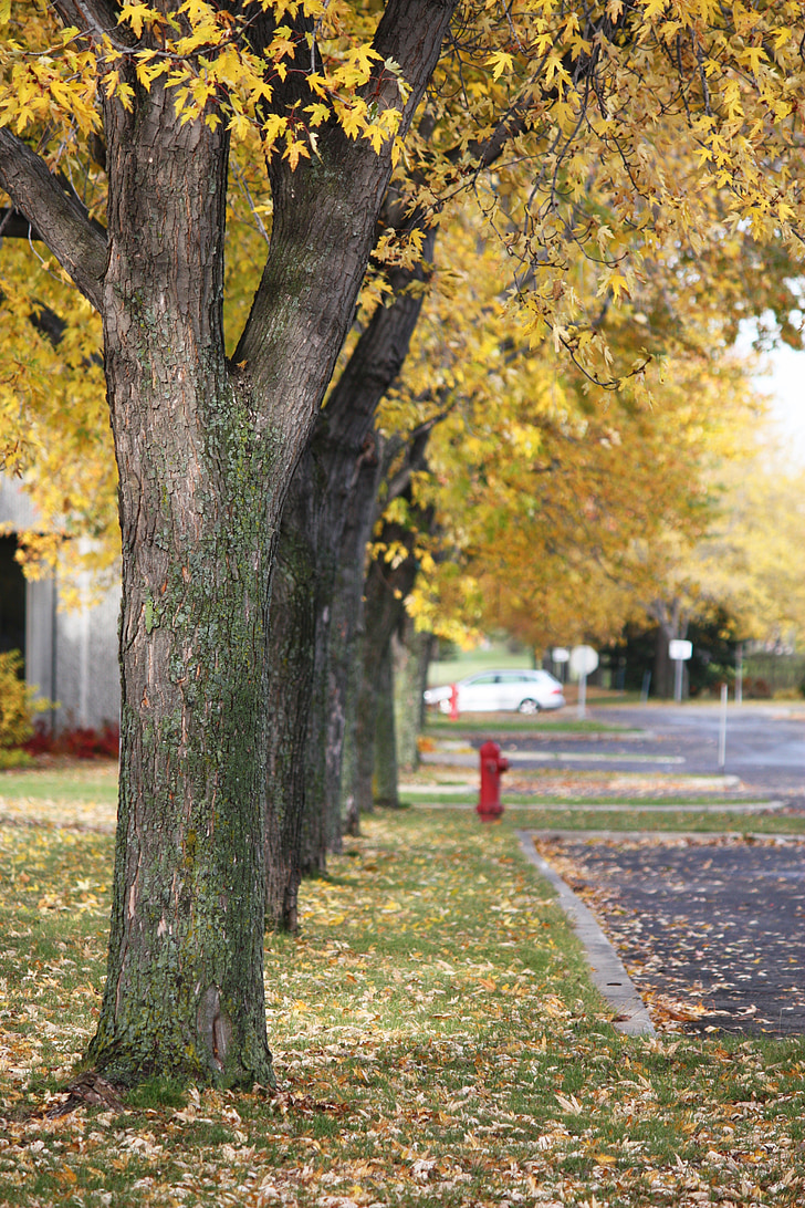 árboles, calle, otoño, caída, hojas, amarillo, barrio