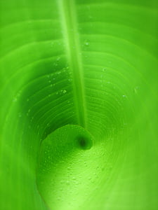 foglia, verde, foglia di banana, foglia verde, a spirale, goccia a goccia, natura