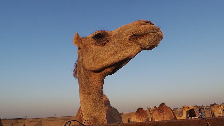 Camel, dromedar, djur, huvud, öken, Förenade Arabemiraten