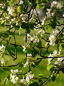 flowers, white, pear, pear blossom, blossom, bloom, orchard