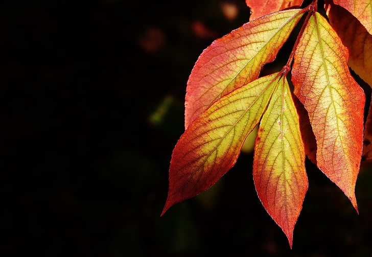 folhas, Outono, colorido, natureza, árvore, folha, close-up