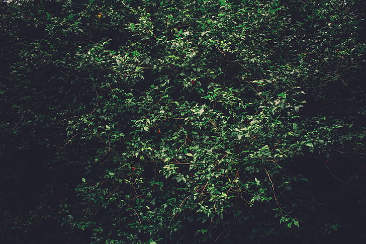 fons, llum natural, medi ambient, nit, arbre de fulla perenne, fresc, verd