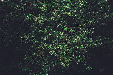fons, llum natural, medi ambient, nit, arbre de fulla perenne, fresc, verd