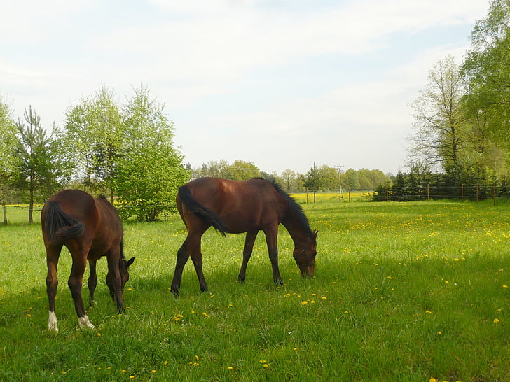 chevaux, Meadow, cheval, herbe, nature, animal, pâturage