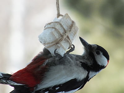 woodpecker, birds, close, living nature, natur
