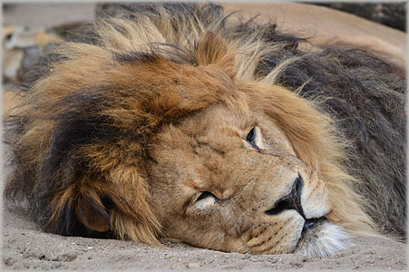 Lauva, lauvene, savvaļas dzīvnieki, mednieks, dzīvnieku, dzīvnieki, zooloģiskais dārzs