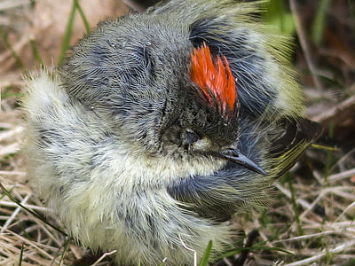 Chipping sparrow, Sparrow, spizella passerina, con chim, lông, Thiên nhiên, cận cảnh
