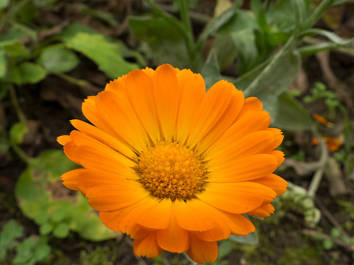 marigold, flower, autumn, blooming, single blossom, vibrant, calendula