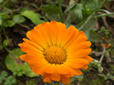 Marigold, bunga, musim gugur, mekar, blossom tunggal, ramai, Calendula