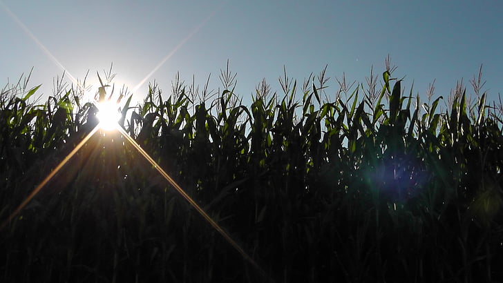 coucher de soleil, paysage, nature, champ de maïs, maïs, domaine, Sunbeam